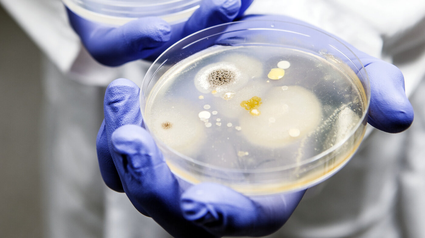 Petriskål med penicillin og bakterievekster. Bildet viser petriskål med penicillin og bakterievekster.